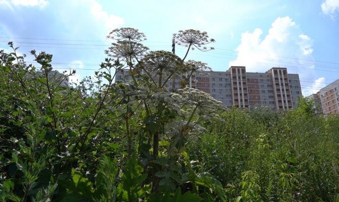 В Туле борщевик начал расти прямо на газонах: чем грозит контакт с токсичным растением