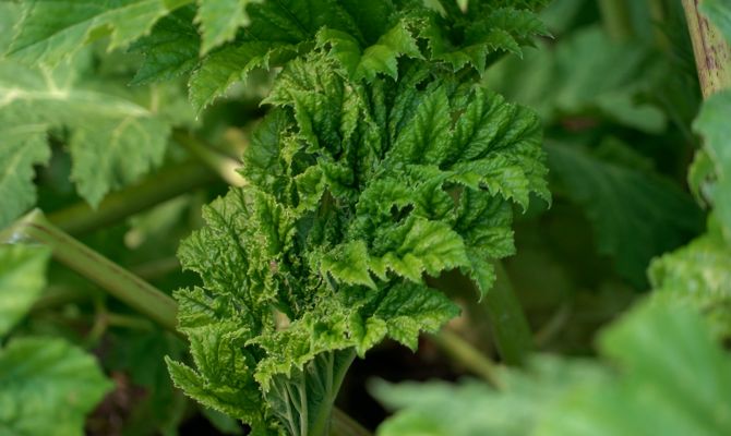 Тульское правительство обязало уничтожать борщевик Сосновского