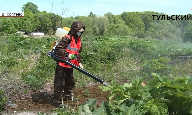 В Туле продолжается борьба с борщевиком. РЕПОРТАЖ
