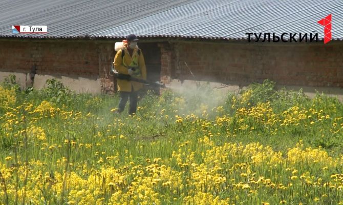В Туле рабочие начали уничтожать борщевик