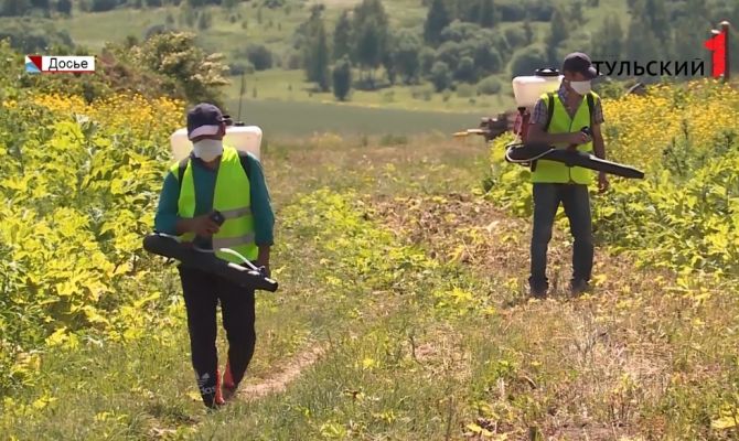 Непобедимый враг: почему в Туле никак не могут справиться с борщевиком