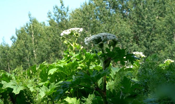 Жители деревни в Щекинском районе оказались заложниками борщевика