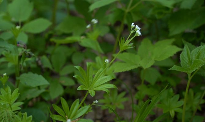 В Туле школьники нашли краснокнижный вид зубянки и лютик Кашубского