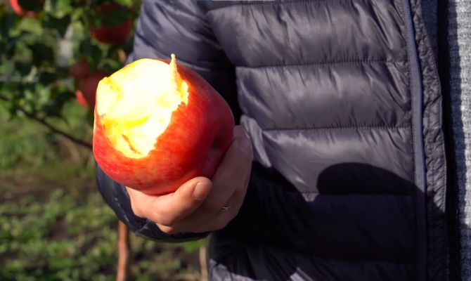 В Тульской области разбивают огромные яблоневые плантации