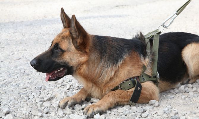 В тульском Центре кинологической службы выхаживают овчарку из зоны СВО