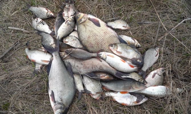 Страсти по рыбе: где грань между обычным хобби и браконьерством