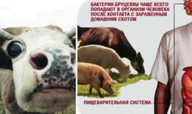 Роспотребнадзор предупредил туляков об опасности бруцеллеза