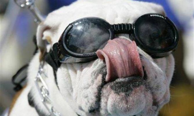 Бульдоги больше не смогут летать «Аэрофлотом»