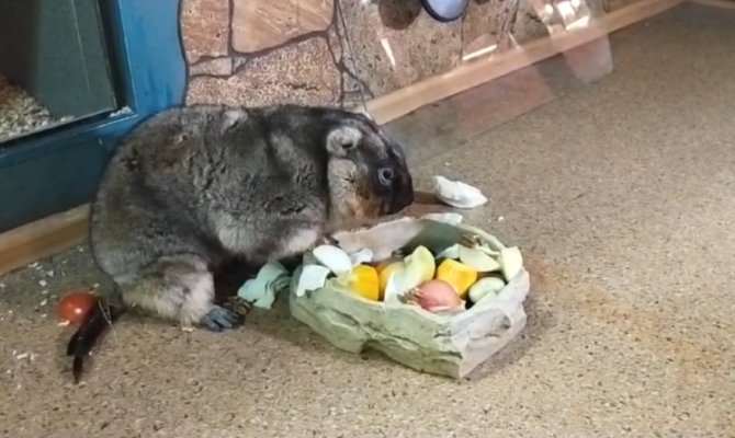 Сурок из Тулы предсказал, когда наступит весна