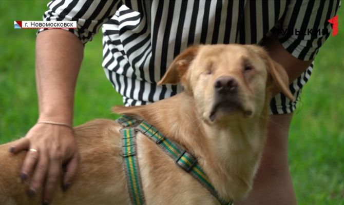 Тулячка приютила у себя 15 бездомных собак