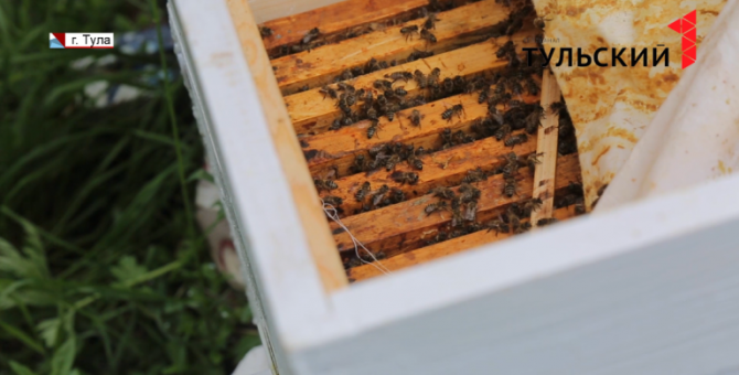 В России может погибнуть до 40% пчел: что ждет тульских пасечников