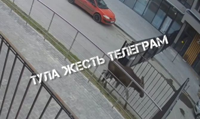 Лось-путешественник пытался прорваться на детскую площадку в Заречье