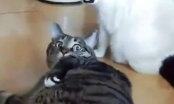 Толстый кот остановил драку