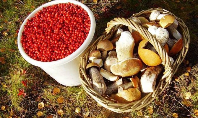 В России могут разрешить продавать собранные грибы и ягоды