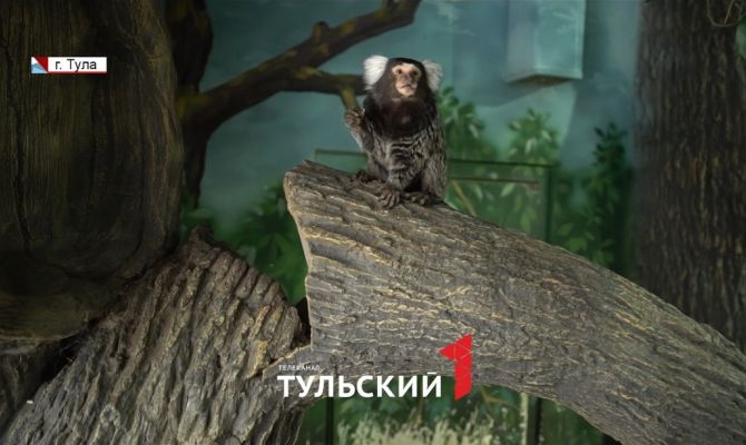 Какие виды обезьян проживают в Тульском экзотариуме