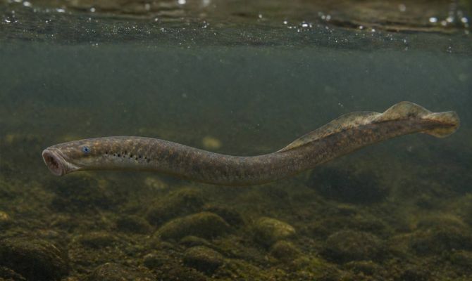 В Тульской области начался нерест редкой украинской миноги