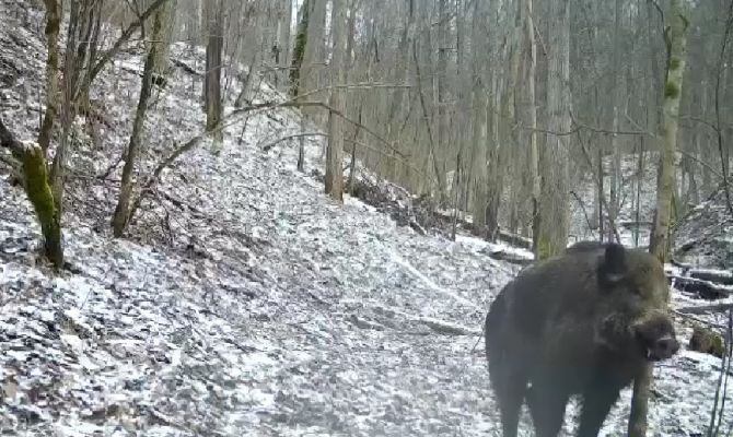 На границе Тульской и Калужской областей заметили кабана