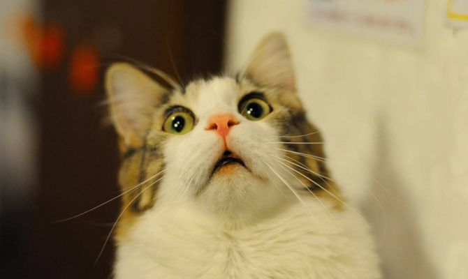 Туляков научат делать котов