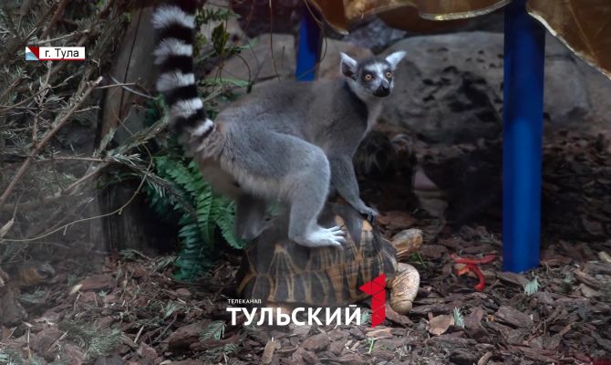 Объяснено, почему в идеальных условиях зоопарка животные не размножаются