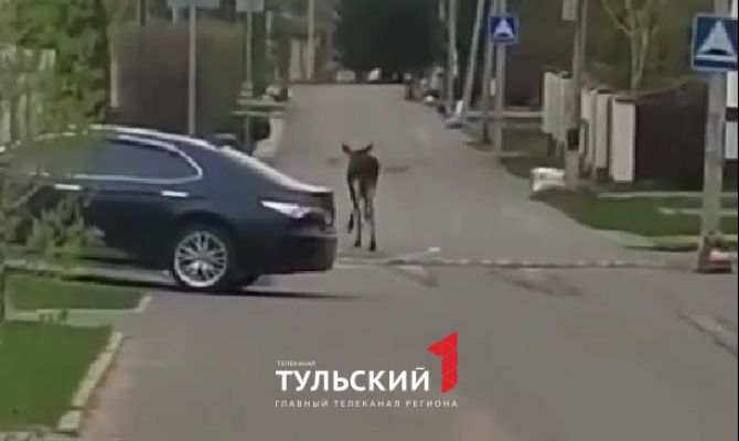 Лоси в городе: что делать тулякам при встрече с диким животным