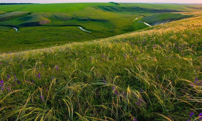 Туляков приглашают на выставку о природе Куликова поля