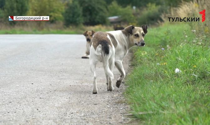 Под Богородицком стая бродячих собак держит в страхе местных жителей