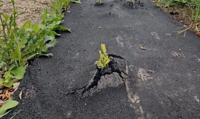 «Хреновая дорога»: в тульском селе асфальт едва не превратился в овощную грядку