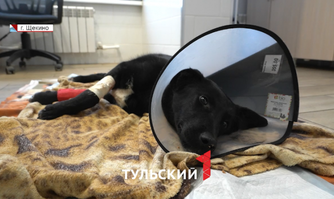 В Щекине догхантеры чуть не убили собаку во дворе дома: волонтеры просят помощи