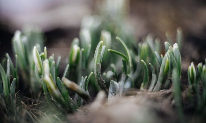 В Туле появились первые подснежники и крокусы
