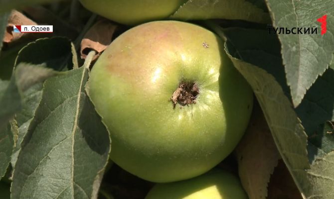 Заморозки в Тульской области: как уберечь плодовые деревья