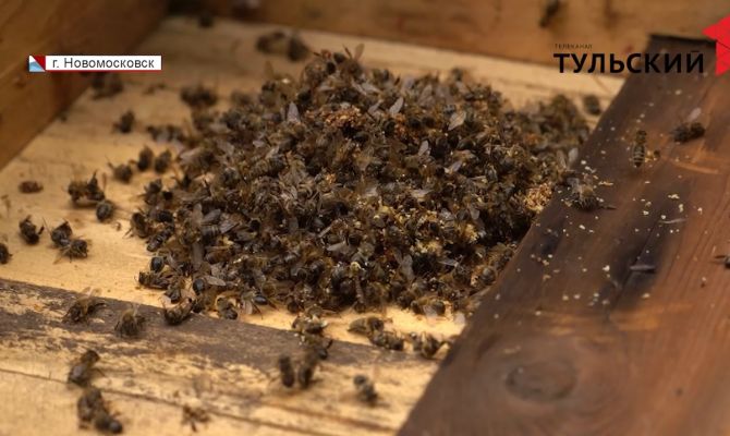 В Тульской области массово гибнут пчелы 