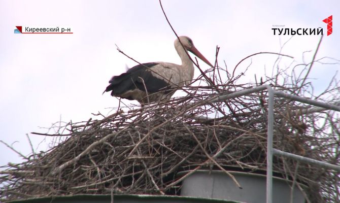 Четвертый год подряд в деревню под Киреевском прилетают гнездиться аисты