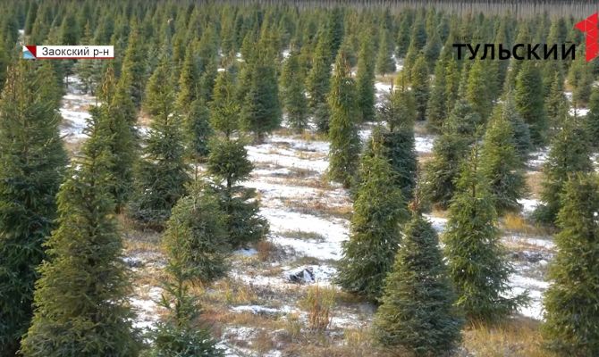 Тульская область заняла 2 место в России по числу питомников полноразмерных и декоративных растений