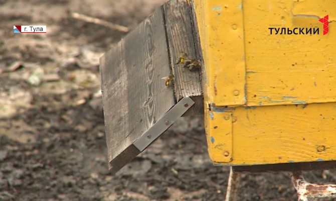 Когда туляки смогут отведать первый урожай местного меда