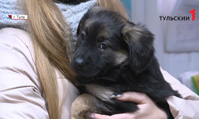 За год под двери тульского приюта "Любимец" подбросили около 30 кошек и собак