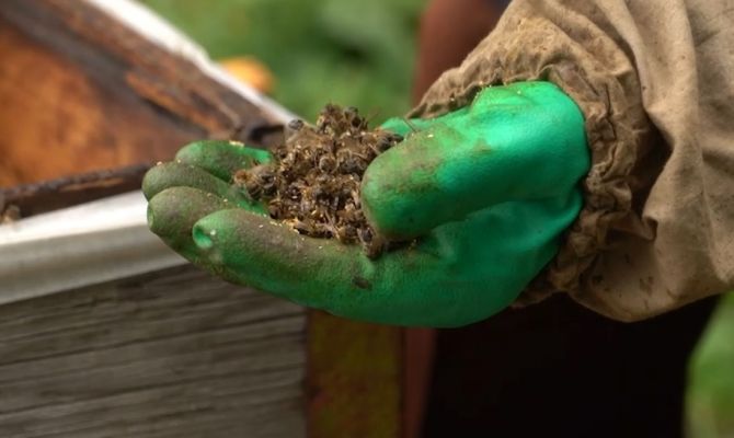 Пчеловоду возместят более 200 тысяч рублей за погубленную пасеку