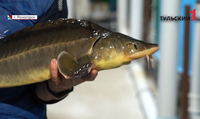 Как рыбные хозяйства в Тульской области готовятся к новогодним праздникам