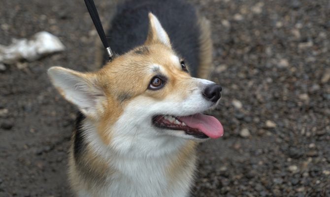 Чемпионы Мира и Европы: хендлер из Тулы поделилась секретами победы на собачьих выставках