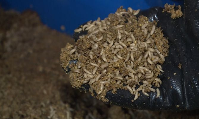 Евросоюз официально признал червяков едой