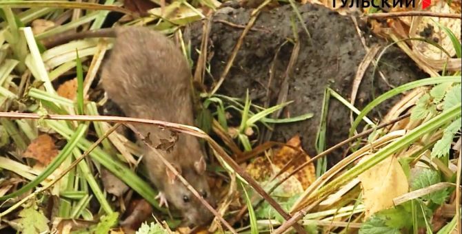 Туляков в Центральном парке пугают крысы