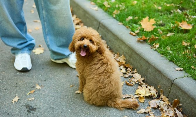 Когда чипирование питомцев в Туле станет платным