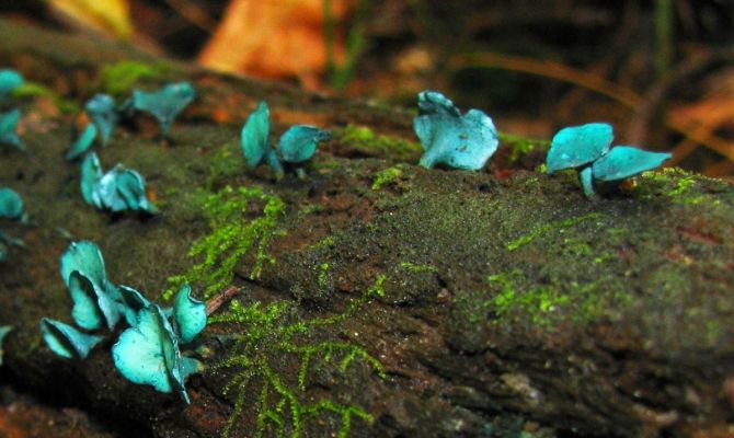 В Тульской области выросли сине-зелёные грибы