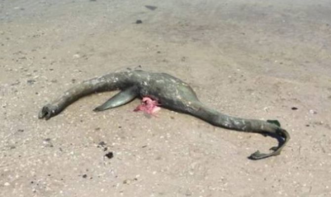 На побережье в США обнаружили морское чудовище