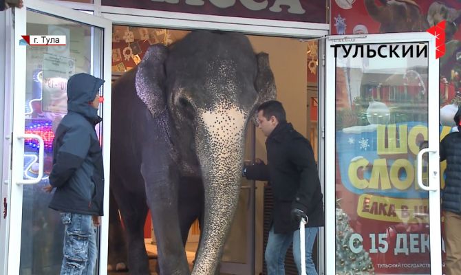 Перед тульским цирком тысяча человек водила хоровод с индийскими слонами