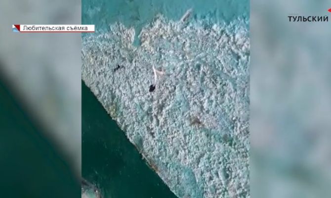 Почему жители многоэтажки в Туле могут собирать грибы прямо со стен своего подъезда