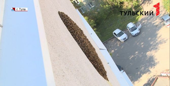Туляки из-за пчел боялись открывать дома окна