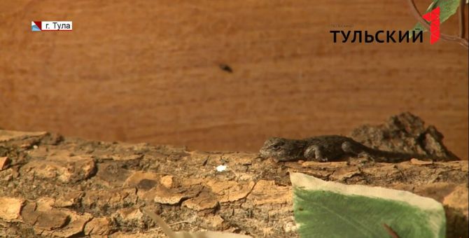 На пороге научного открытия: в тульском экзотариуме «неизвестно откуда» взялись детеныши игуаны