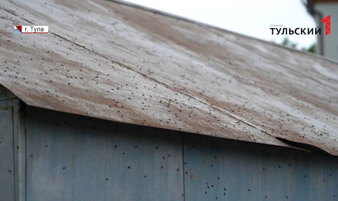 В Туле частник развел на своем участке гусей и мух 