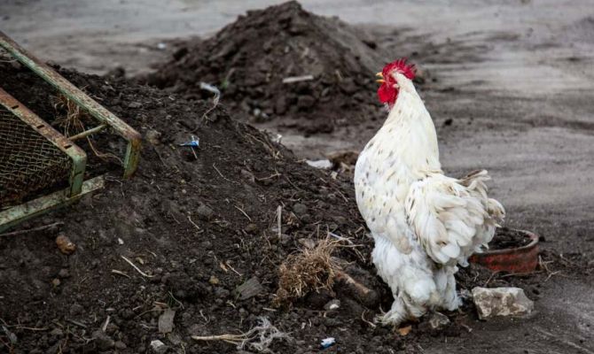 В России разрешили разводить кур и кроликов на садовых участках
