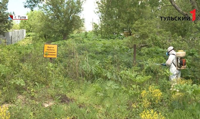 Как тулякам бороться с борщевиком правильно